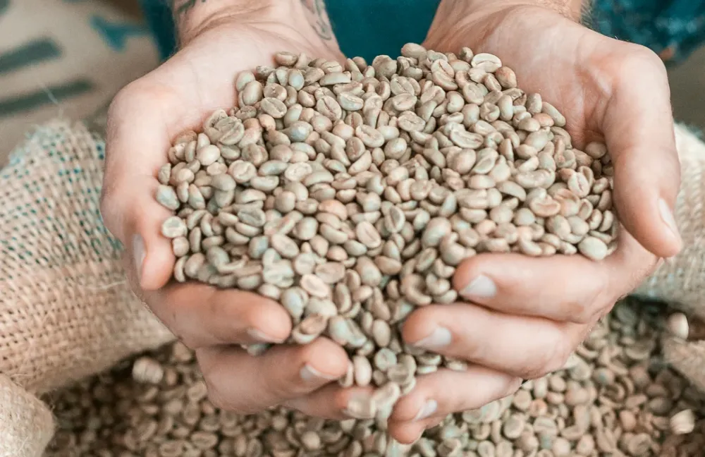 CAFÉ GRANO VERDE - Café Orgánico Normal segunda